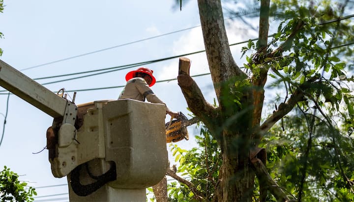 Tree care and maintenance services in Spring