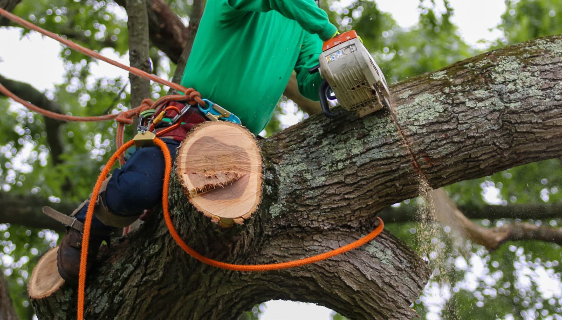 Relax with Spring best tree removal.