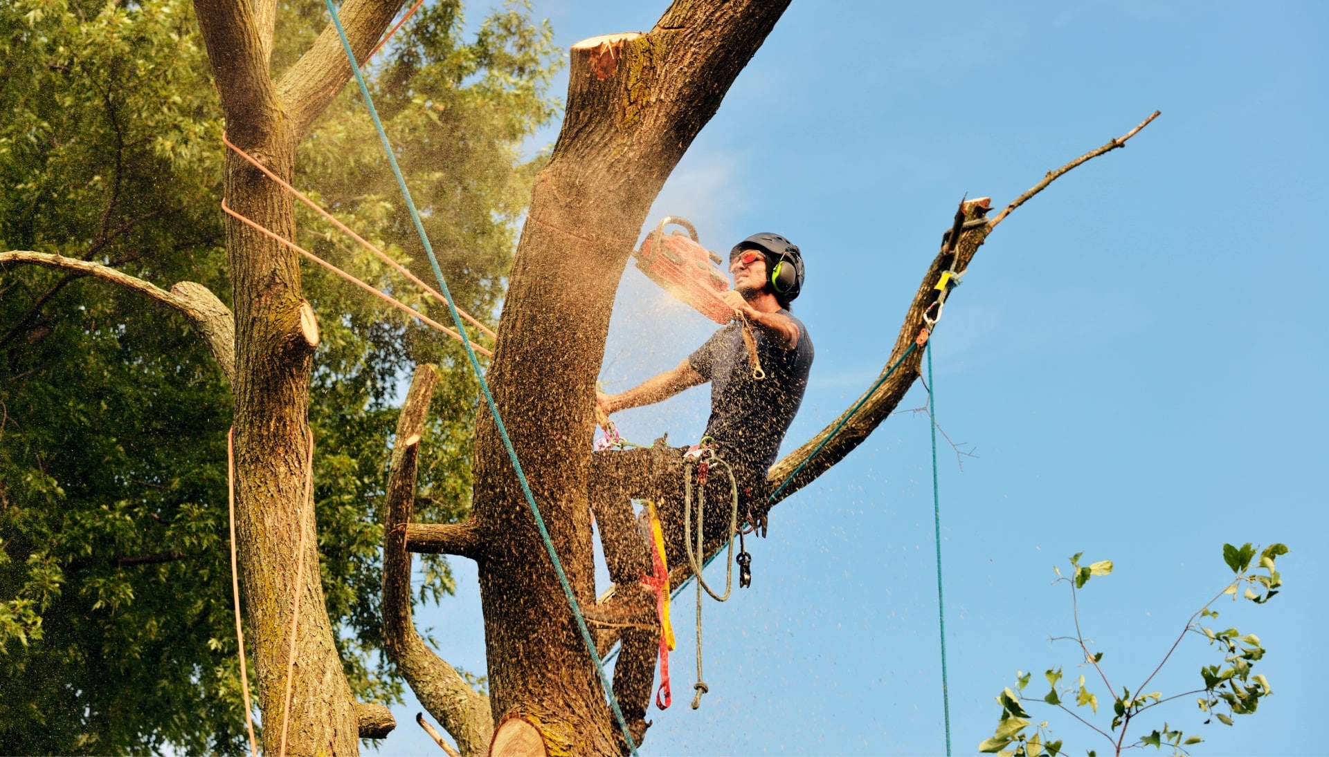 Spring tree removal experts solve tree issues.