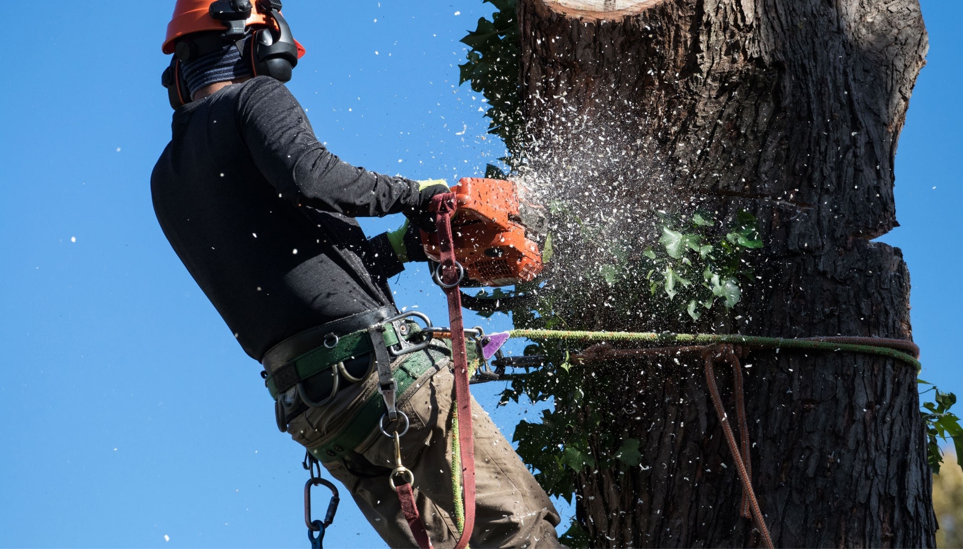 Professional Tree removal solutions in Spring