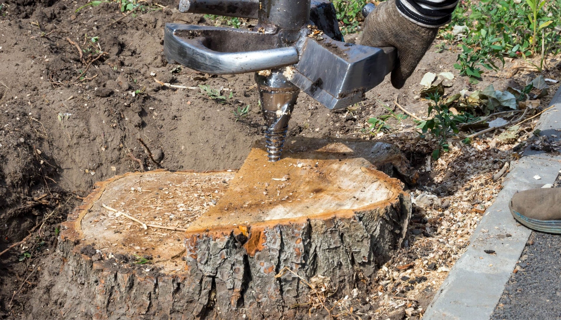 Spring Tree stump removal